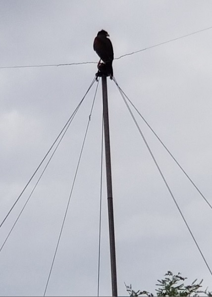 AA7FV: The Guardian, Harris Hawk on top of one of my poles, click to enlarge picture